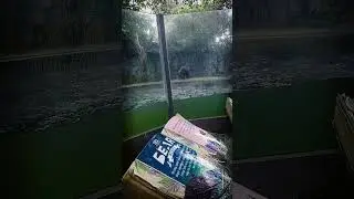 Lihat Beruang Yang Lagi Mandi 