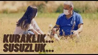 EN KURAK YAZ... TARLAYA SU YOK...