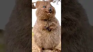 The Quokka: The Happiest Animal in the World