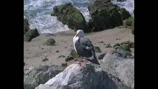 ФУТАЖ. Чайка на побережье (Seagull on the coast)