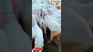 Gulabi Bakra | Gulabi Goat 