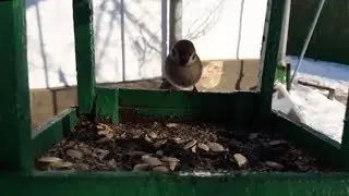 Звуки птиц. Птицы зимой. Залипательное видео