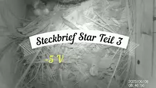 Steckbrief Stare Teil 3    -     5 Starenkücken  Vögel in unserer Heimat
