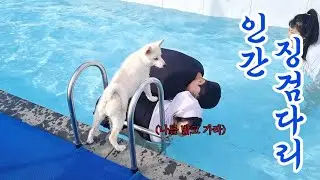 V LOG- 내돈내산 5성급 애견펜션, 사장님 남는거 있으십니까? /강화도 애견펜션 / 강아지 수영장 펜션