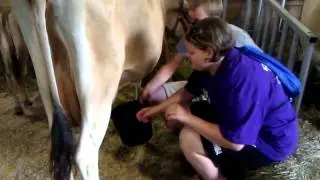 Lily Milking a Cow