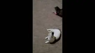 Кошки и мопс играют лазером