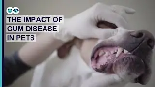 The Impact of Gum Disease in Pets | Pet Dental Care Series