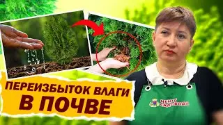 ВЛАГА В ПОЧВЕ: КАК ИЗБАВИТЬСЯ ОТ ЛИШНЕЙ ВОДЫ НА УЧАСТКЕ? #сад #огород #советысадоводам