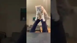 cats are so cute #cats #makeup #music #gym #roblox  #brokenheart #fnaf #warzone #skincare #love
