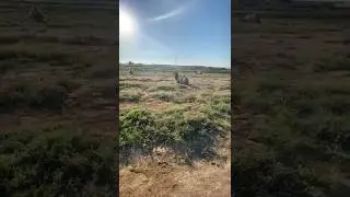 Безразличные верблюды...
