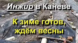 Инжир в Каневе. К зиме готов. 2023 11 21