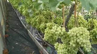 🔴Обработка Винограда в период созревания, сорт Аркадия 2022