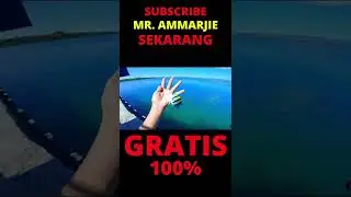 MANCING KERAPU BESAR DENGAN UMPAN IKAN HIDUP