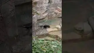 Zoo BrookField