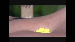 how to get a hummingbird to drink out of your belly button