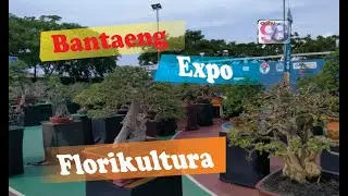 Pameran dan kontes bonsai di bantaeng
