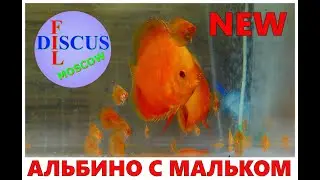 ДИСКУСЫ, Альбино с мальком
