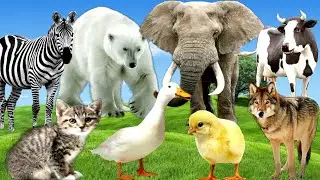 Animal sounds : Cat Dog Cow Elephant Monkey Birds Chicken Duck Fish #animals