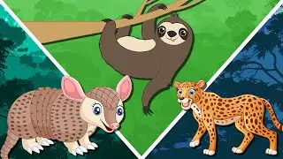 Животные АМАЗОНКИ для детей | Изучаем животных Амазонки