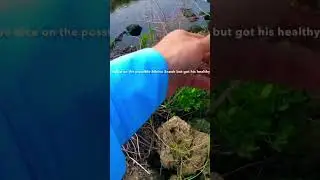 Albino Snook in sweet water?! I have to go back and catch him! Only 1 white snook on internet(2002)