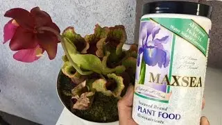 MaxSea: Fertilizing Carnivorous Plants!