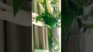 Тебе цветы