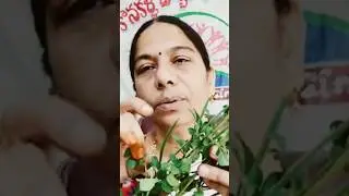 వాయింట మొక్కతో జబ్బులను వాయించండి☝️ 