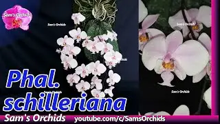𝙋𝙝𝙖𝙡𝙖𝙚𝙣𝙤𝙥𝙨𝙞𝙨 𝙨𝙘𝙝𝙞𝙡𝙡𝙚𝙧𝙞𝙖𝙣𝙖 orchid reblooming 2022