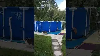 Мартин. Поваляшки возле бассейна