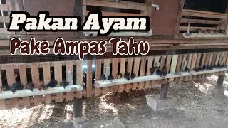 Cara Membuat Pakan Ayam dari Ampas Tahu #ayamkampung