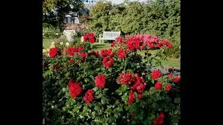 #Rotkappchen #краснаяшапочка  щедра на цветение. Хороший иммунитет к болезням. #kordes