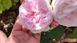 Roses blooming in the Moscow region (27.06)🌹🌹🌹. Princess Hitomi, Hot Cocoa, Cyclamen Pierre de Ro...