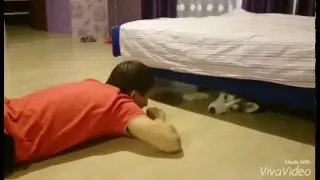 Хаски дома. Ярис и коварная кровать.
