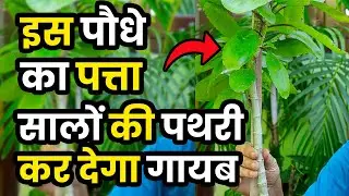TURANT GHAR MEIN LAGAYEN YE PLANTS FAYDE ITNE KI SOCH NAHI SAKTE | Daily Vlogs | Family Vlogs