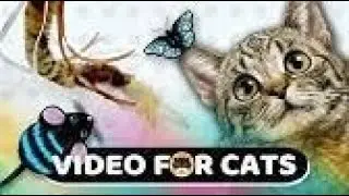 FUNNY CAT MEMES COMPILATION OF 2023  PART 55