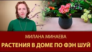 Правило Фэн Шуй 12: Растения в доме по Фэн Шуй - Мастер Фэн Шуй Милана Минаева
