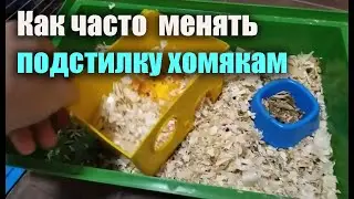 Подстилку нужно менять не реже одного раза в неделю