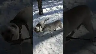 игра тенучка