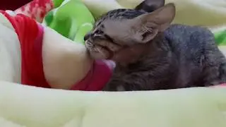 Orphan kitty love the blanket as his mommy milk ❤❤❤