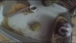 Hugan - Mini Lop