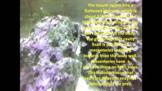 sea anemone documentary