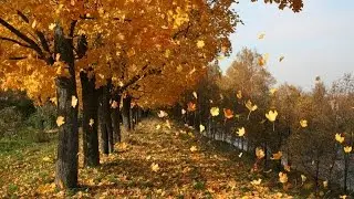 Music - Ambient - Лена Роговая - Листопад