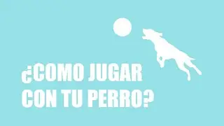 entrenamiento perros en casa  Como jugar con tu perro?