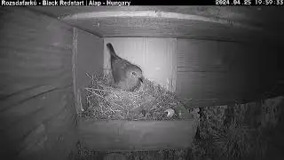 Kikeltek a rozsdafarkú fiókák / Black Redstarts  rising