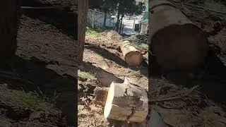 Bobcat completely stuck #mountains #treeing #stihl #husqvarna #tree #treeclimber #treeworker #wood