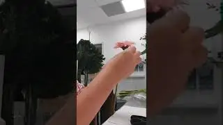 How to strengthen gerbera. Part 1