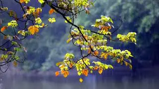 Расслабляющий шум дождя. Relax sound of rain.