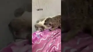 Хочет или не хочет? 🤔 