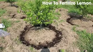 How to fertilize lemon Tree? Get Lots of Flower and Fruits.