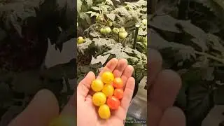 Первый урожай🍅🥒